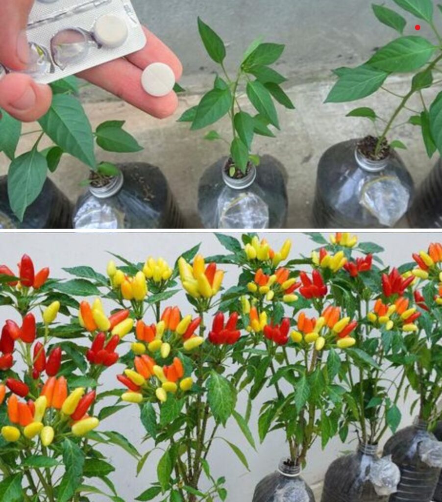 Growing chili peppers at home: Tips for strong growth
