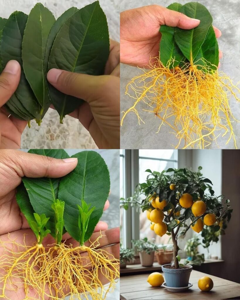 How to grow lemon trees from lemon leaves