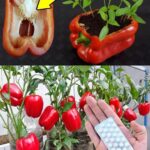 How to grow peppers at home: the secret to abundant production