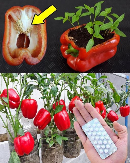 How to grow peppers at home: the secret to abundant production