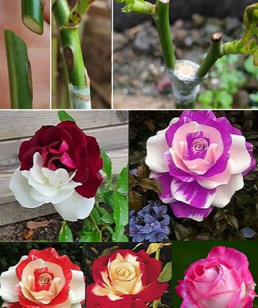 How to graft a rose bush in different colors step by step
