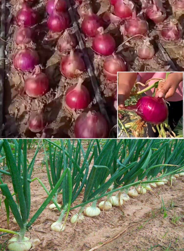 How to implement the Chinese method of planting onions on the hilltops