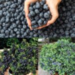 How to grow buckets of blueberries, no matter where you live