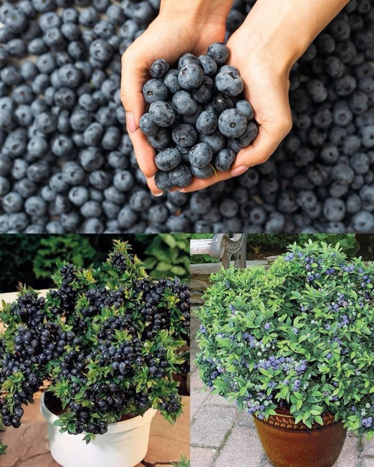 How to grow buckets of blueberries, no matter where you live