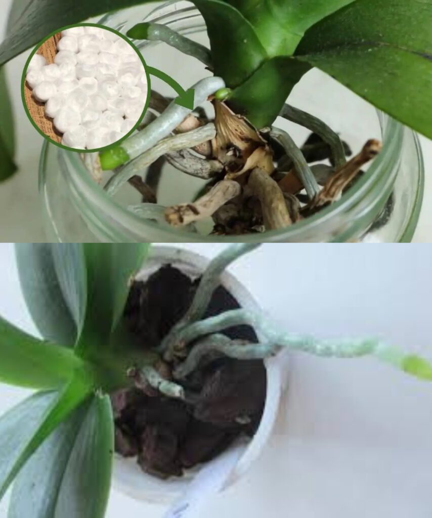 All the secrets of cotton therapy for the care of your orchid!