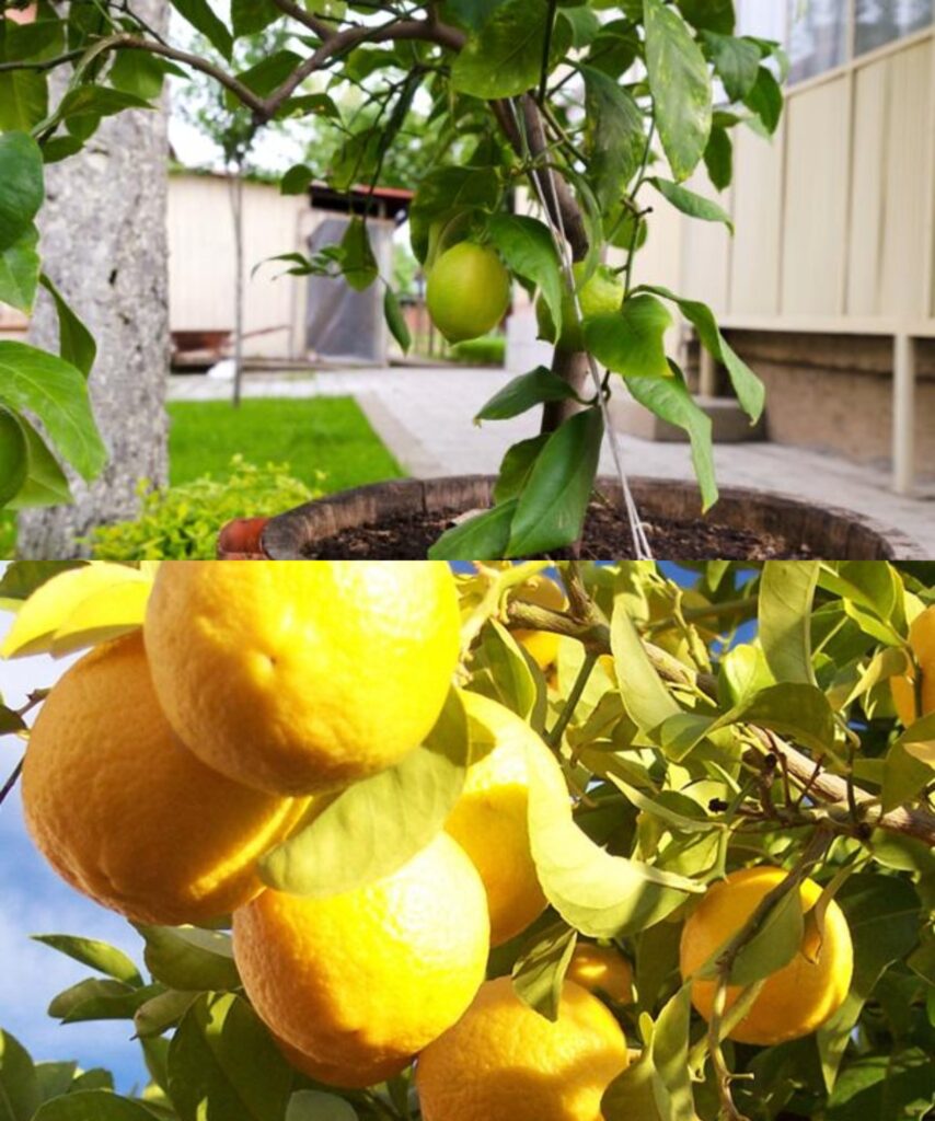 Plant a lemon tree this way – an innovative technique to harvest lots of fruit!