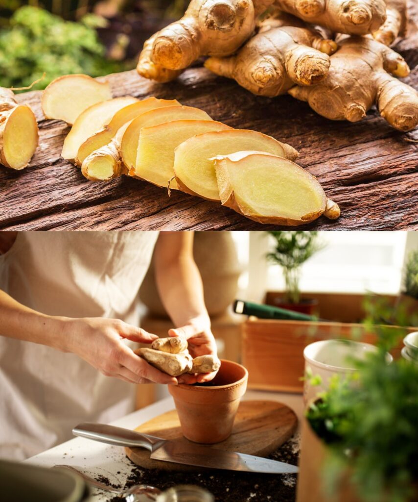 How to grow ginger in pots? Here are the experts’ answers.