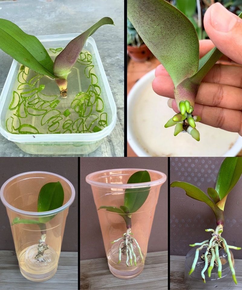 Orchids, how to grow them without roots in water: How to recover immediately