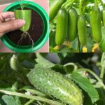 You will be surprised to see how cucumbers can be propagated in this way: they can be propagated indefinitely