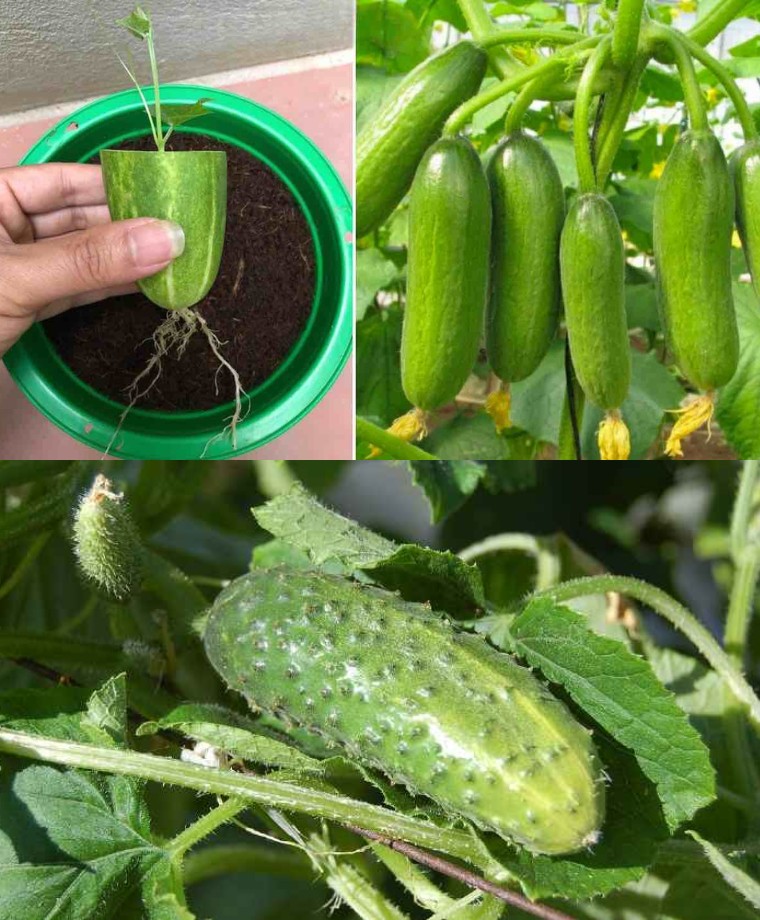 You will be surprised to see how cucumbers can be propagated in this way: they can be propagated indefinitely