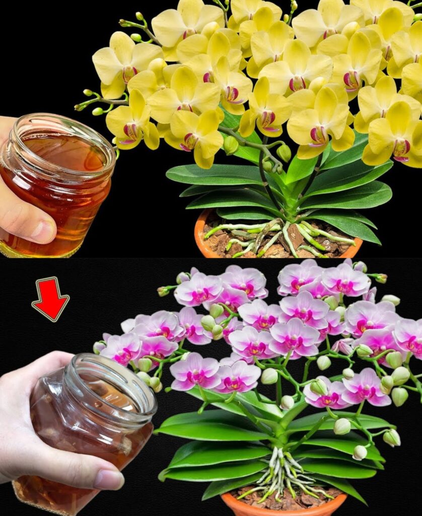 Just one glass once a month and you will have your flowers blooming all year round