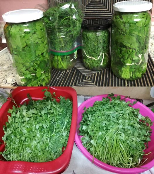 Fresh parsley for a month with the bowl method: Chefs show how