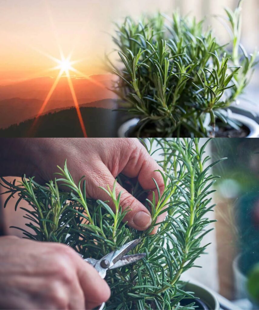 If your rosemary plant isn’t growing or flowering, there are 2 common mistakes to watch out for!