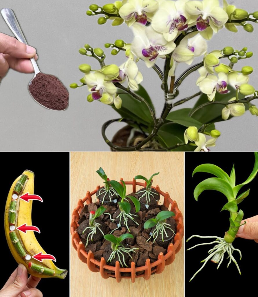 Using this technique, your orchid will produce many buds on one branch.