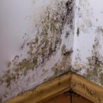 If your walls have mold, using bleach won’t help: Here’s what you should do