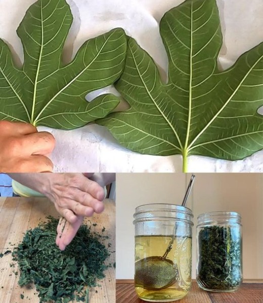 Harnessing the power of fig leaves: A natural remedy for diabetes and more