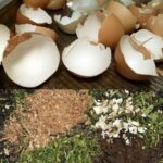 Eggshells – plant them on your plants now; you’ve never had a garden like this before. The gardener recommends it!