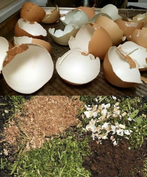 Eggshells – plant them on your plants now; you’ve never had a garden like this before. The gardener recommends it!
