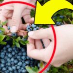 Blueberries, with this very simple trick I can grow them endlessly at home | I haven’t bought any in years!