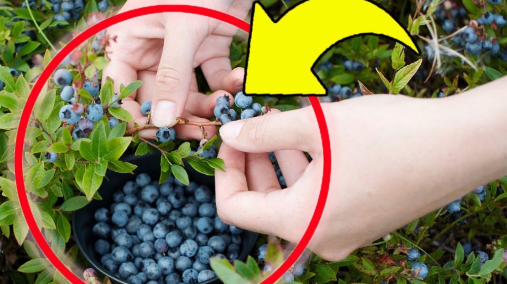 Blueberries, with this very simple trick I can grow them endlessly at home | I haven’t bought any in years!
