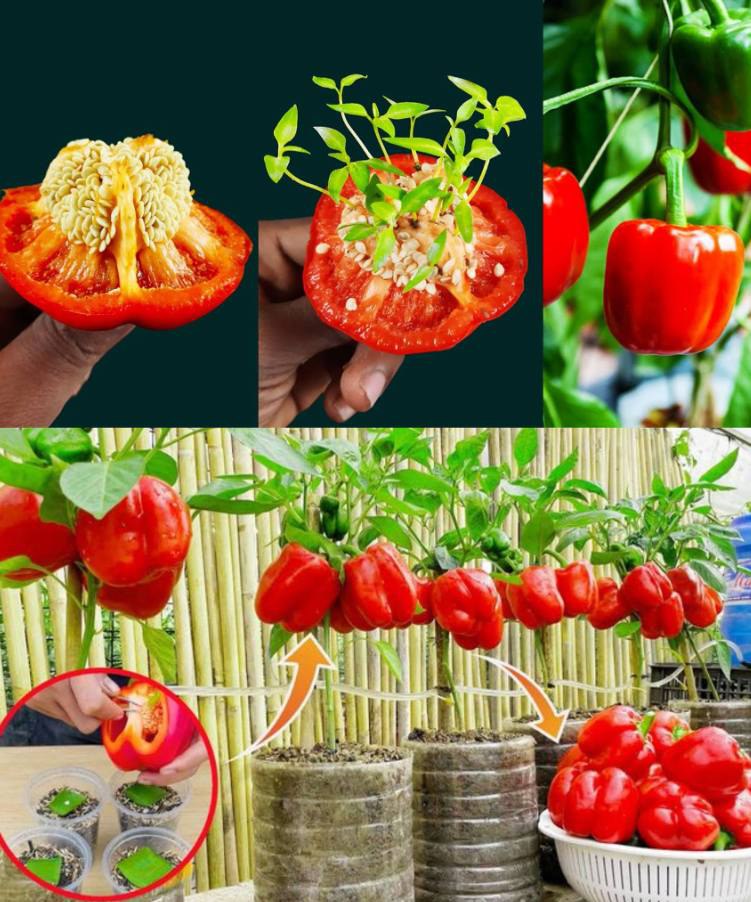 Growing Peppers from Seeds in Recycled Plastic Bottles: Simple Steps for Amazing Results