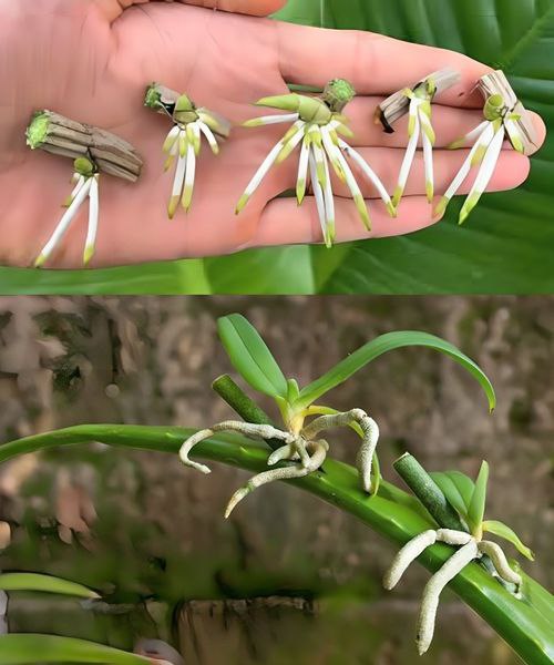 Revive Your Sad Orchid with Aloe Vera: A Guide to Revitalization