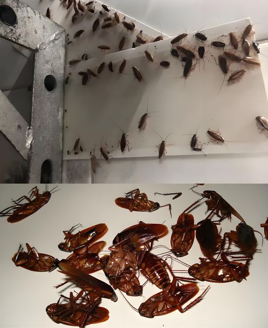 Goodbye, cockroaches in the house: The natural trick that prevents them from entering and eliminates them forever