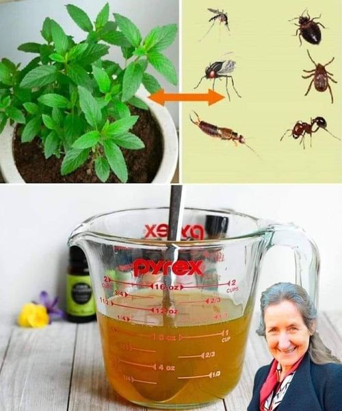 This plant is a blessing from God, it drives away mice, spiders and other insects from your home