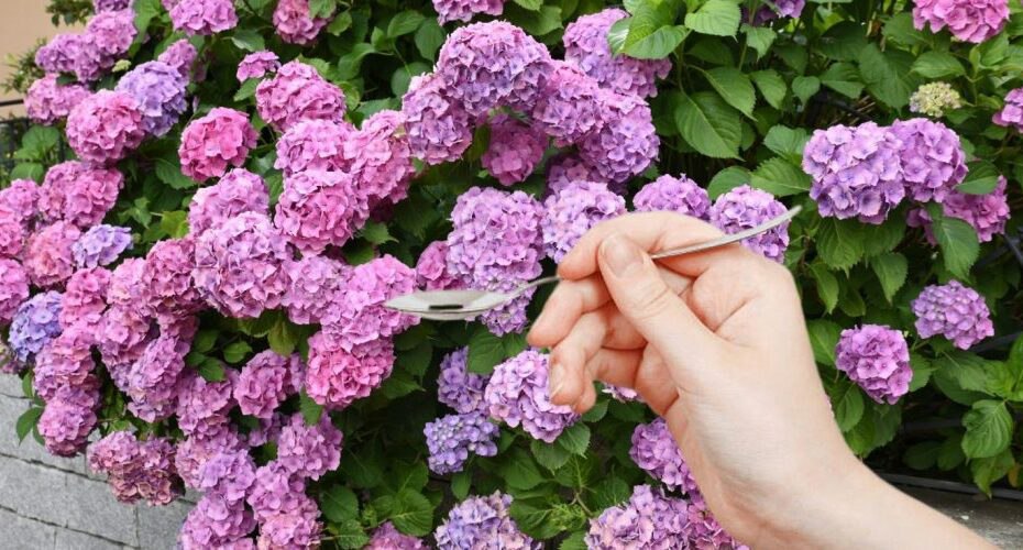 Hydrangeas: With just one spoon, incredible results in just 24 hours!