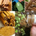 “Cinnamon: 5 good reasons to use this delicious spice in your garden.”