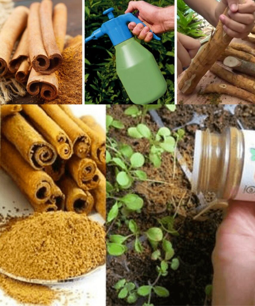 “Cinnamon: 5 good reasons to use this delicious spice in your garden.”
