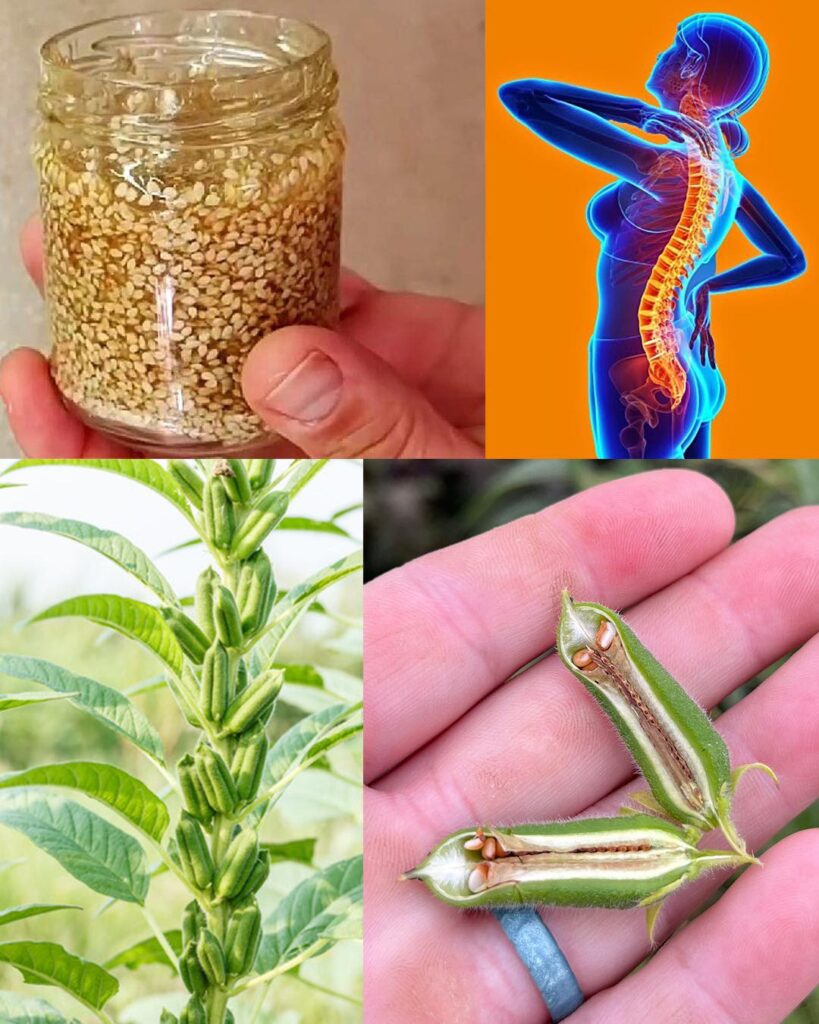 The health benefits of sesame: A nutrient-rich superfood and its versatile uses