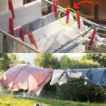 WHY DO YOU SMELL THIS WONDERFUL AROMA WHEN YOU DRY CLOTHES IN THE SUN?