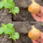 Place it where you plant cucumbers and they will immediately come to life – they will grow lushly
