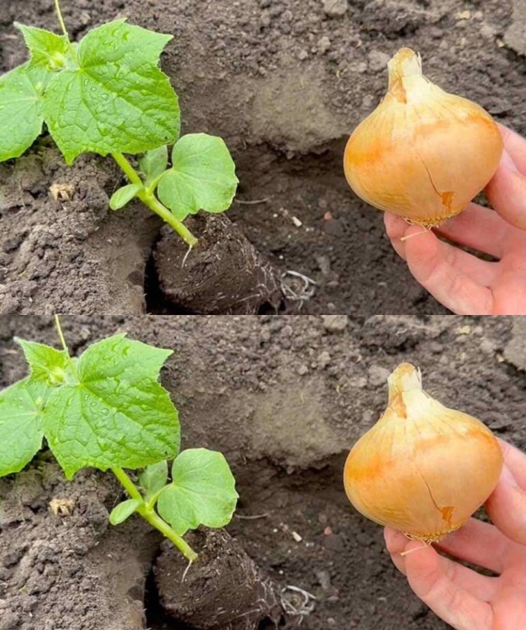 Place it where you plant cucumbers and they will immediately come to life – they will grow lushly