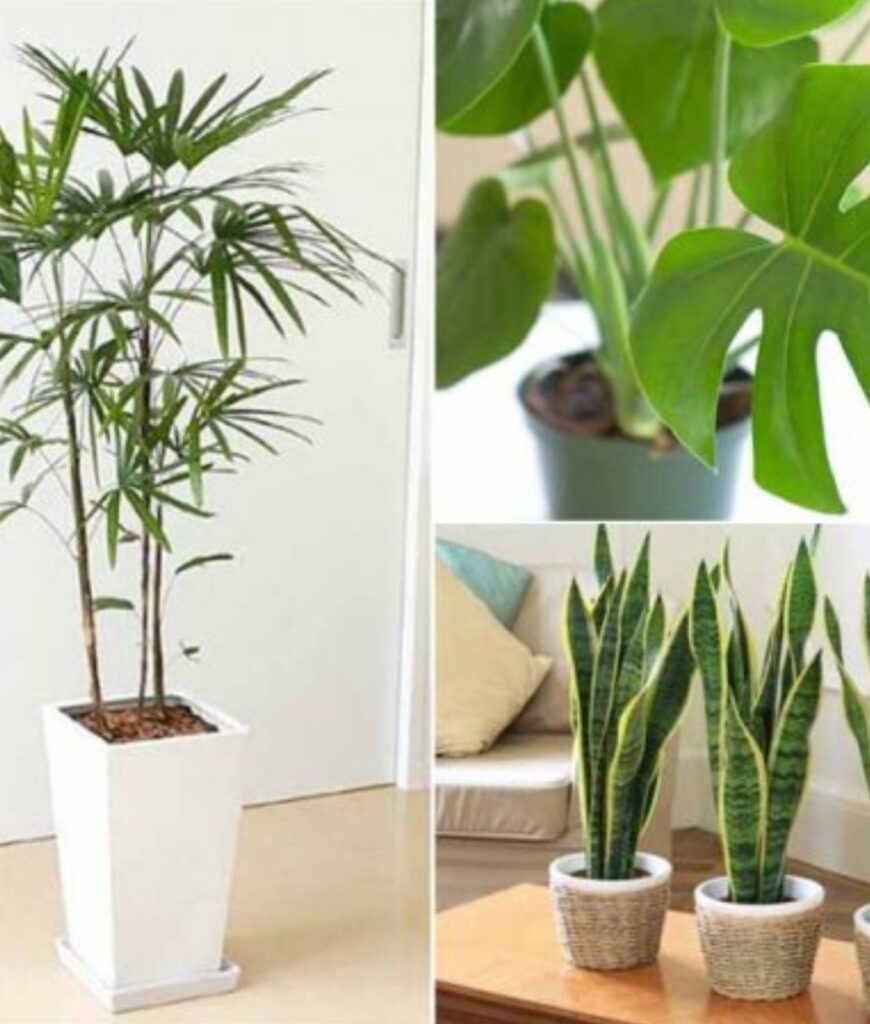 Amazing plants that release oxygen at night