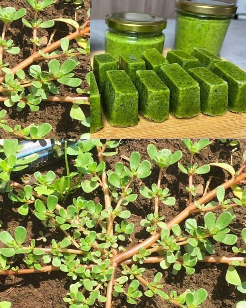 Purslane: A plant with many benefits and a recipe to enjoy it