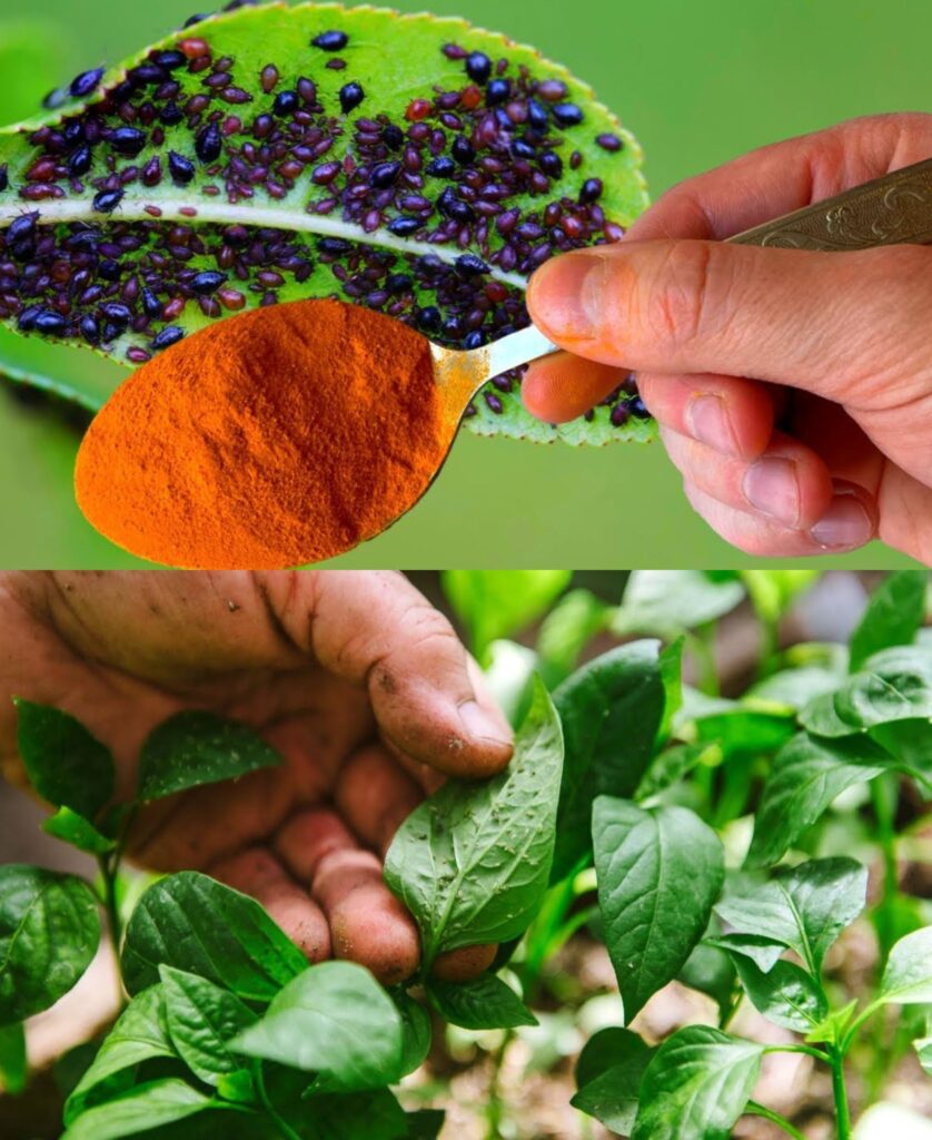 The unexpected kitchen ingredient that keeps aphids away from your plants
