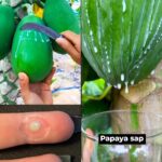 Papaya Sap: Nature’s Hidden Elixir for Health and Wellness