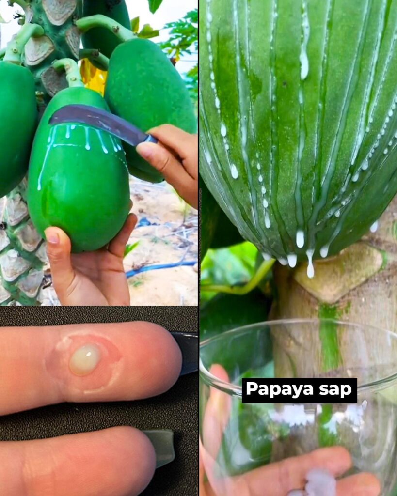 Papaya Sap: Nature’s Hidden Elixir for Health and Wellness