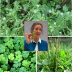 10 Best Nutritious Edible Weeds In The Garden