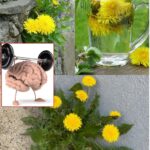 6 Amazing Benefits Of Dandelion Roots For Your Garden And Your Body