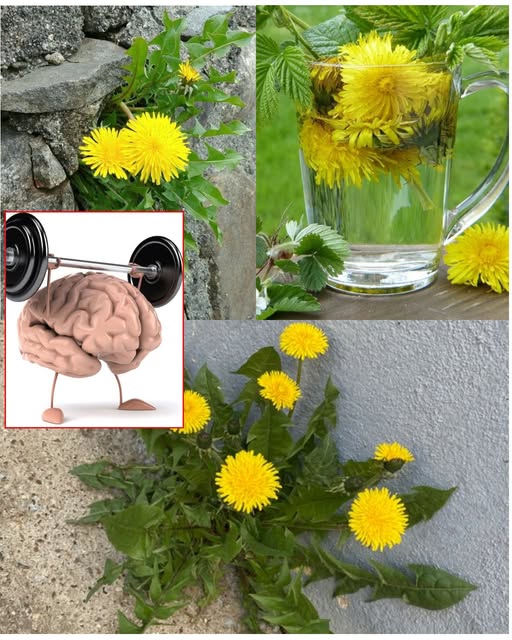 6 Amazing Benefits Of Dandelion Roots For Your Garden And Your Body