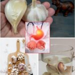 The Hidden Power of Garlic Peels: Benefits for Your Health, Garden, and More