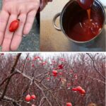 Why Dog Rose is the Natural Remedy Your Health Routine Needs