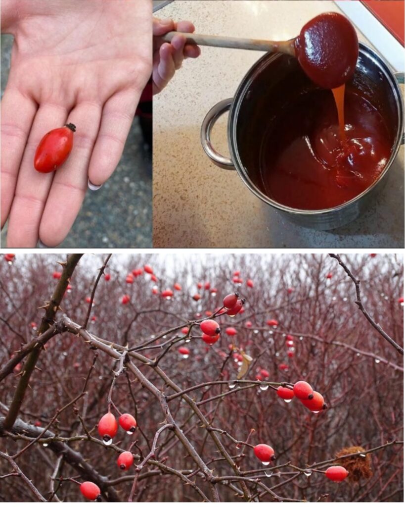 Why Dog Rose is the Natural Remedy Your Health Routine Needs