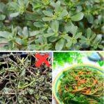 8 Secret Powers Of Purslane: Why You Should Keep This Plant In Your Garden