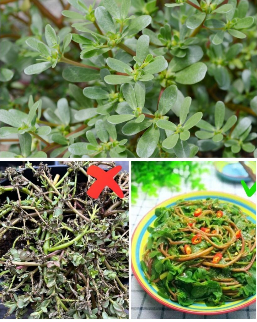 8 Secret Powers Of Purslane: Why You Should Keep This Plant In Your Garden
