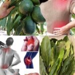 Natural Kidney Healing Remedy: How Mango and Avocado Leaves Can Support Your Kidney Health