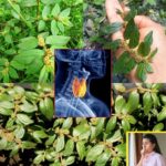 6 Remarkable Benefits of Euphorbia Hirta for Health and Healing